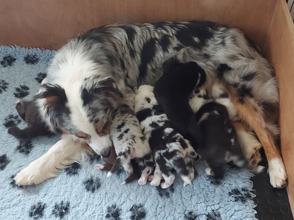 chiot Berger Australien De La Plaine Du Grand Ried