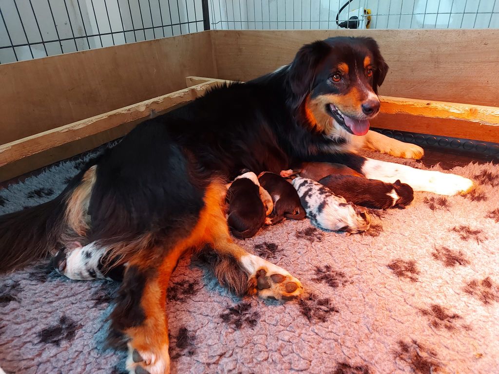 chiot Berger Australien De La Plaine Du Grand Ried