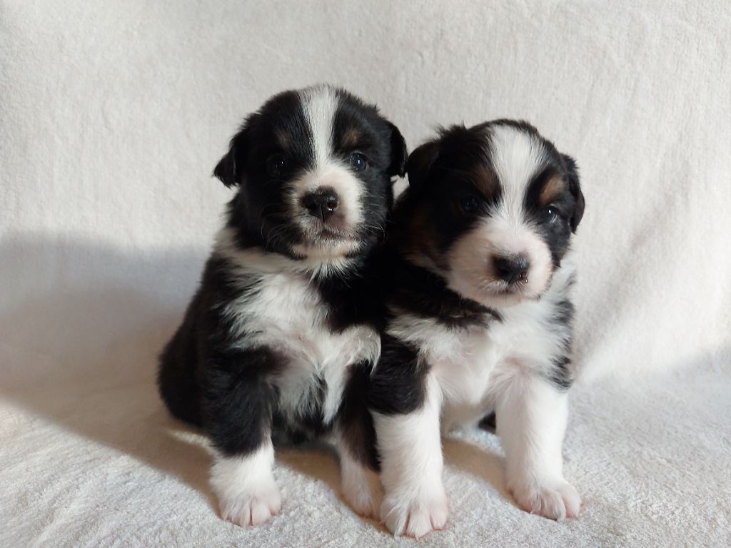 chiot Berger Australien De La Plaine Du Grand Ried