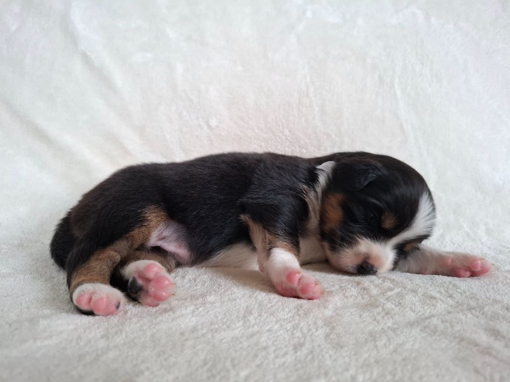 De La Plaine Du Grand Ried - Chiots disponibles - Berger Australien
