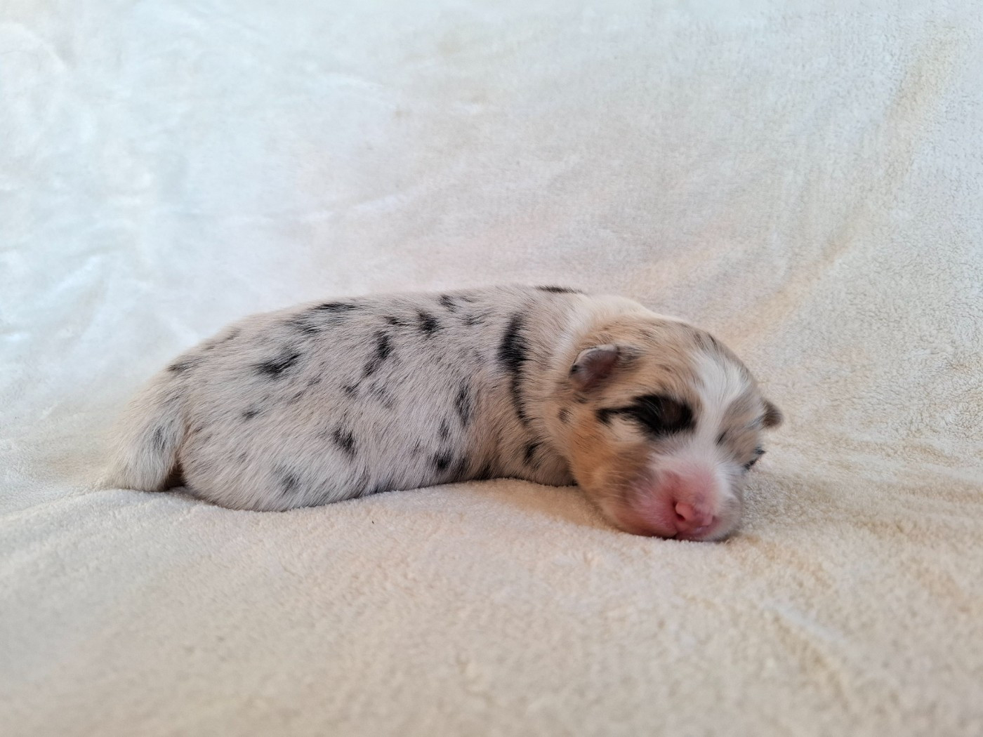 Chiot Berger Australien De La Plaine Du Grand Ried