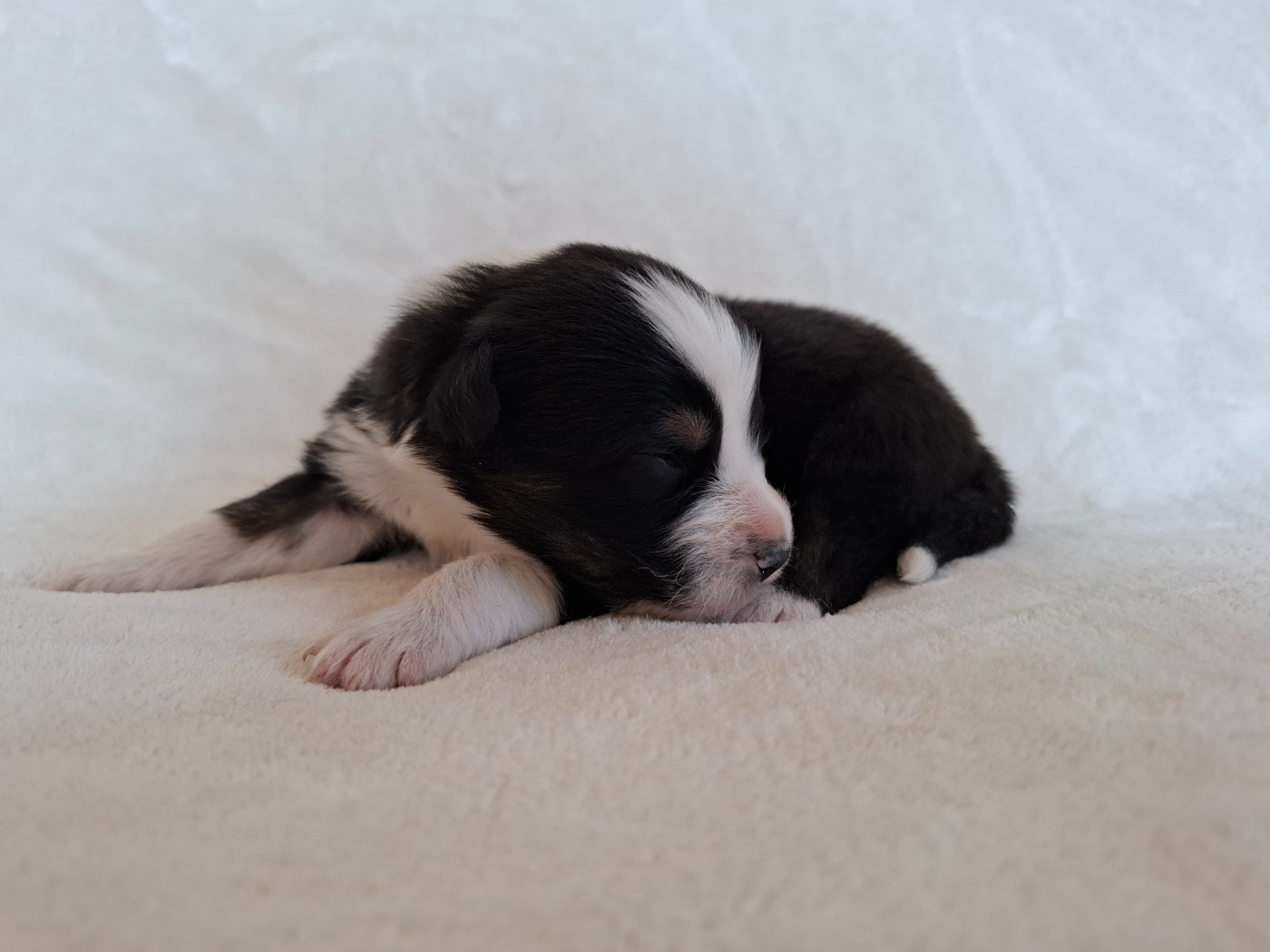 De La Plaine Du Grand Ried - Chiots disponibles - Berger Australien
