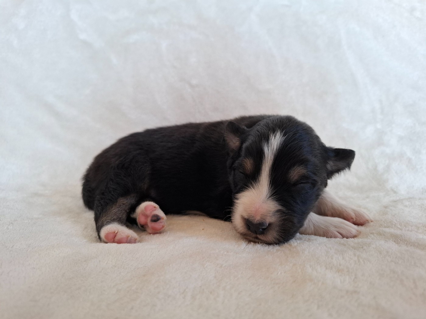 De La Plaine Du Grand Ried - Chiots disponibles - Berger Australien