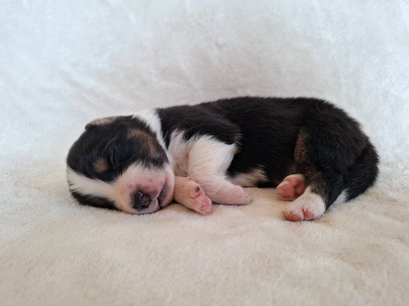 De La Plaine Du Grand Ried - Chiots disponibles - Berger Australien
