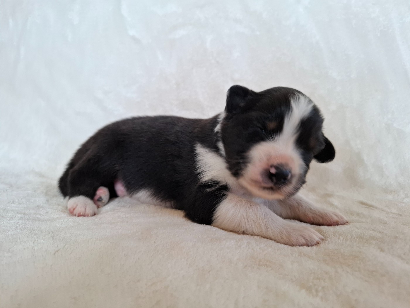 De La Plaine Du Grand Ried - Chiots disponibles - Berger Australien