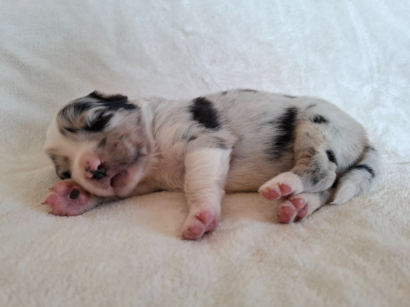 De La Plaine Du Grand Ried - Chiots disponibles - Berger Australien