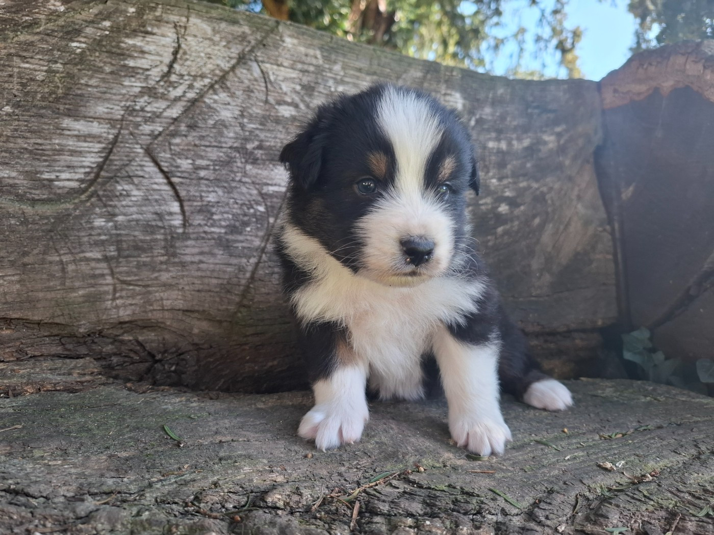 De La Plaine Du Grand Ried - Chiots disponibles - Berger Australien