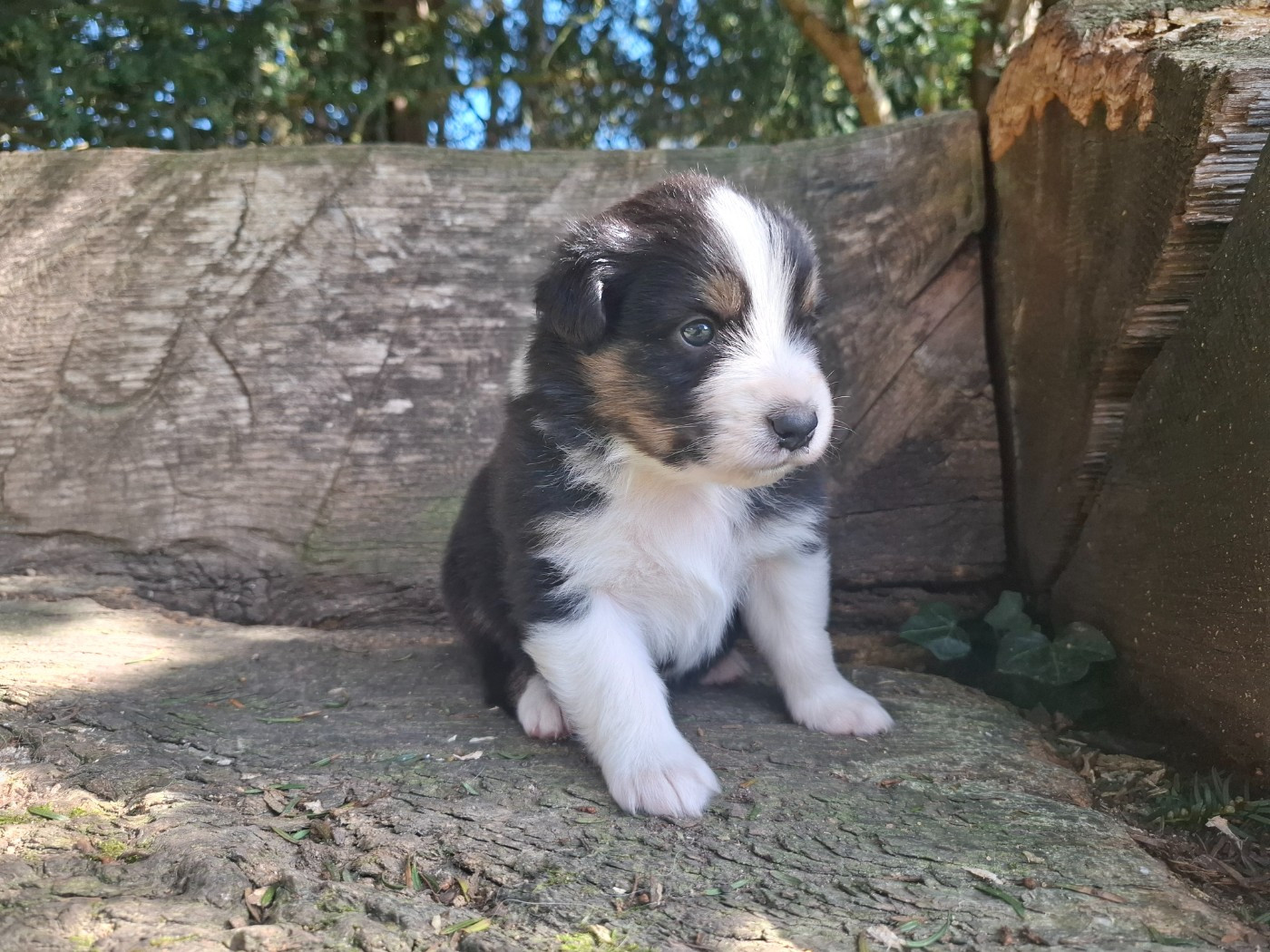 De La Plaine Du Grand Ried - Chiots disponibles - Berger Australien
