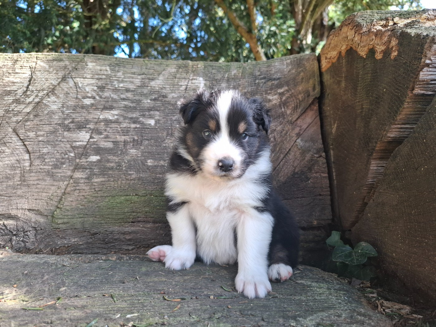 De La Plaine Du Grand Ried - Chiots disponibles - Berger Australien