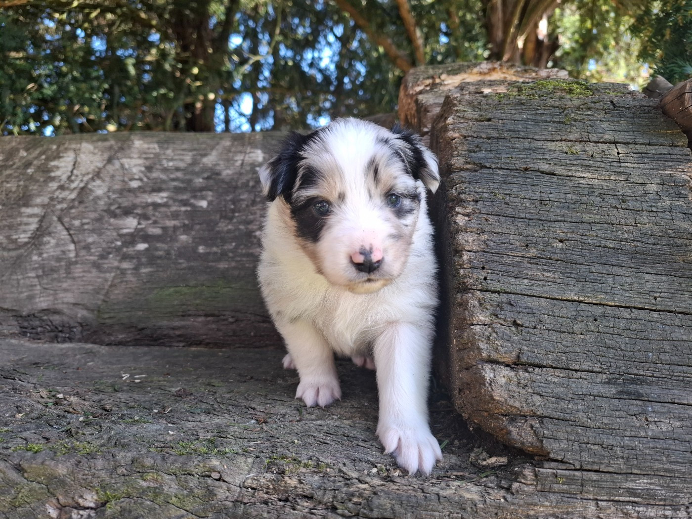 De La Plaine Du Grand Ried - Chiots disponibles - Berger Australien