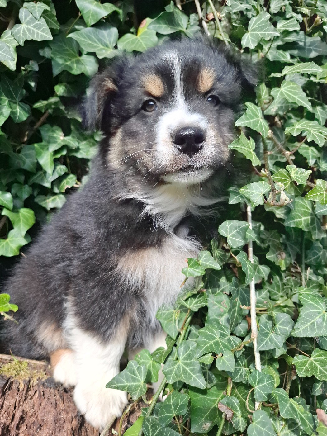 De La Plaine Du Grand Ried - Chiots disponibles - Berger Australien