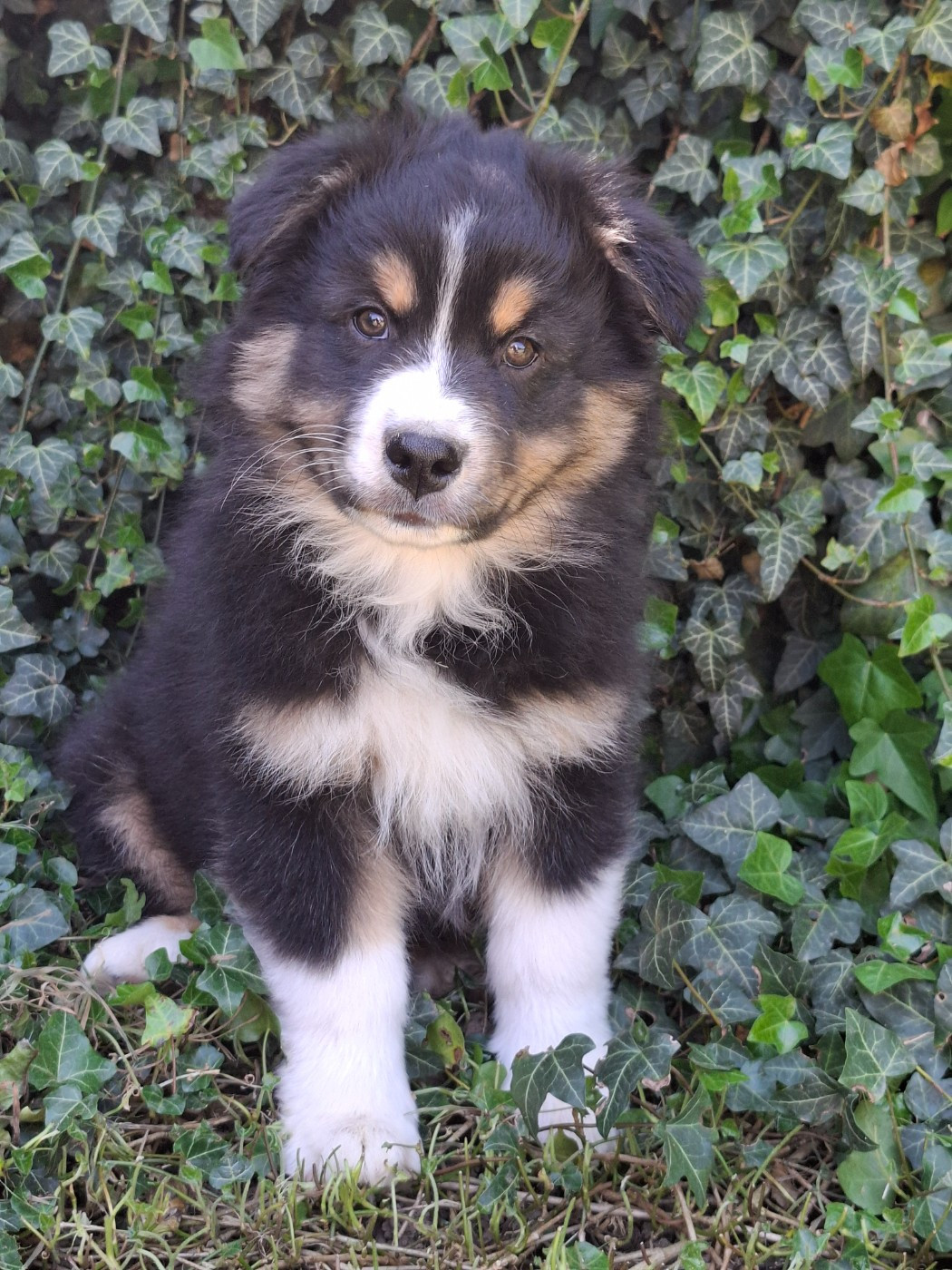 De La Plaine Du Grand Ried - Chiots disponibles - Berger Australien