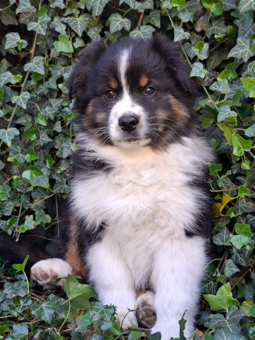 De La Plaine Du Grand Ried - Chiots disponibles - Berger Australien