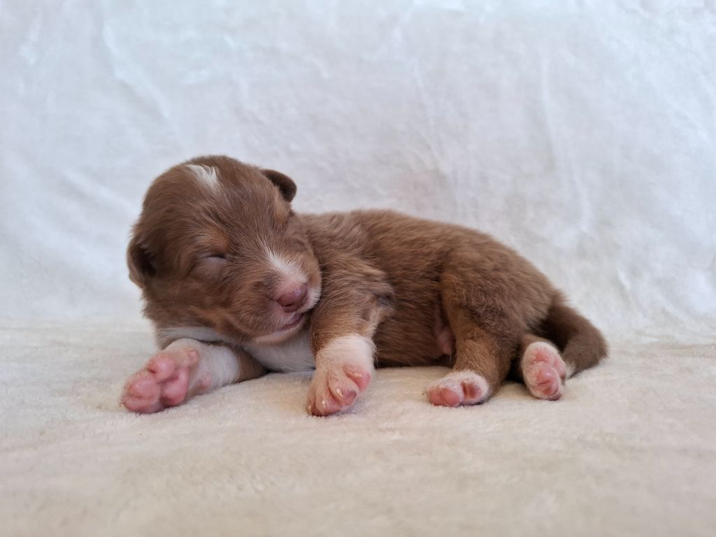 De La Plaine Du Grand Ried - Chiots disponibles - Berger Australien