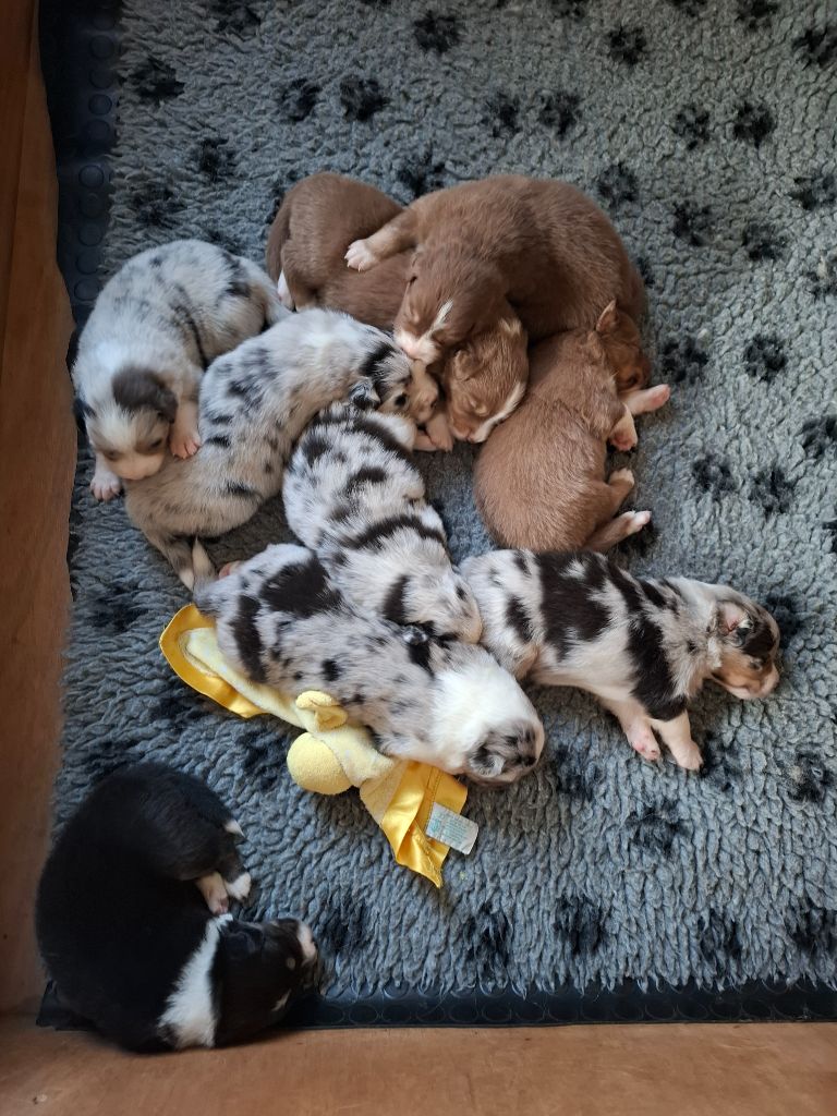 De La Plaine Du Grand Ried - Berger Australien - Portée née le 19/08/2025