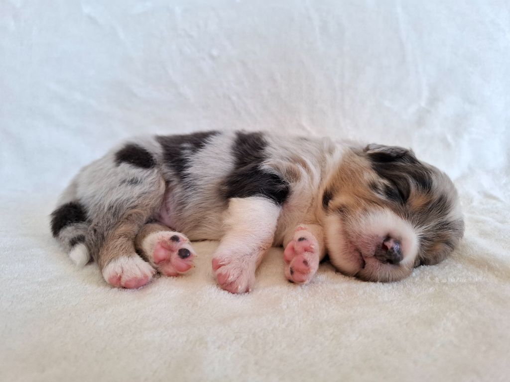 De La Plaine Du Grand Ried - Chiots disponibles - Berger Australien