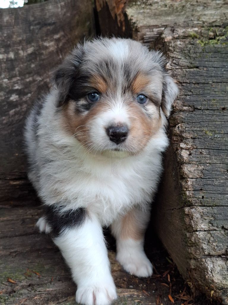 De La Plaine Du Grand Ried - Chiots disponibles - Berger Australien