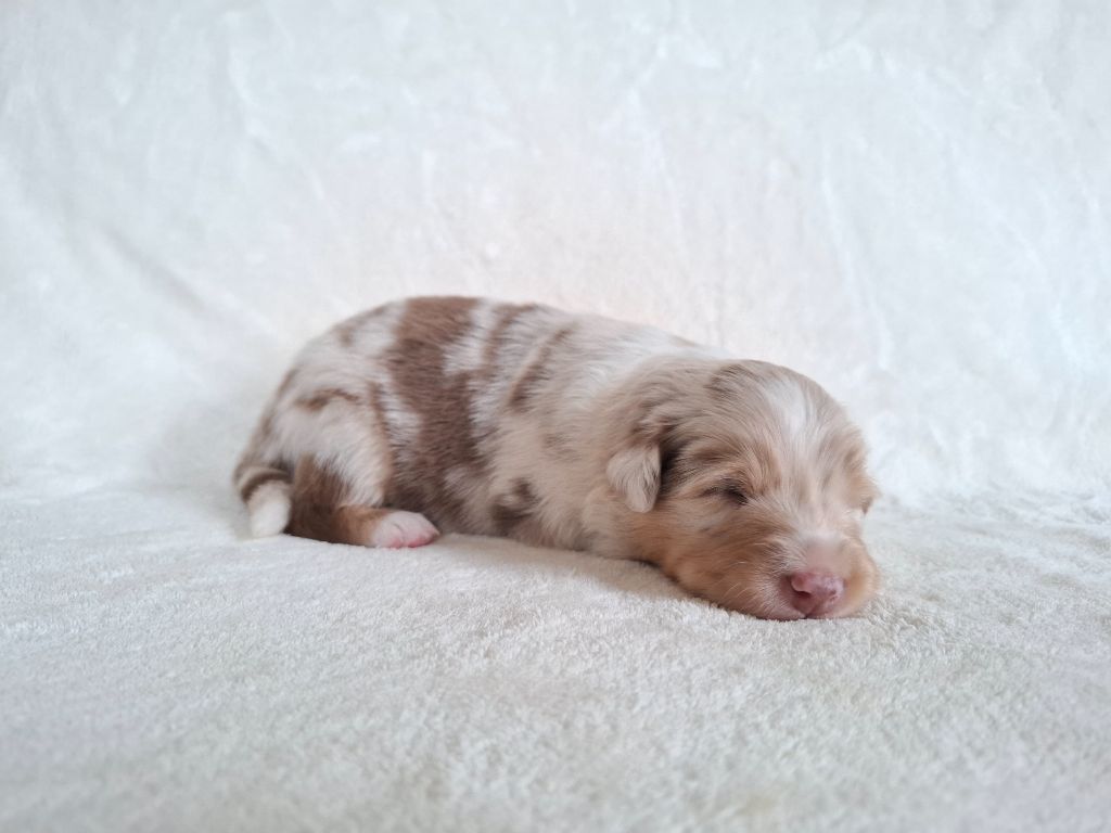 De La Plaine Du Grand Ried - Chiots disponibles - Berger Australien