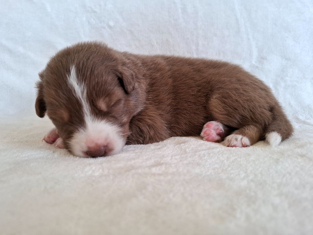 De La Plaine Du Grand Ried - Chiots disponibles - Berger Australien
