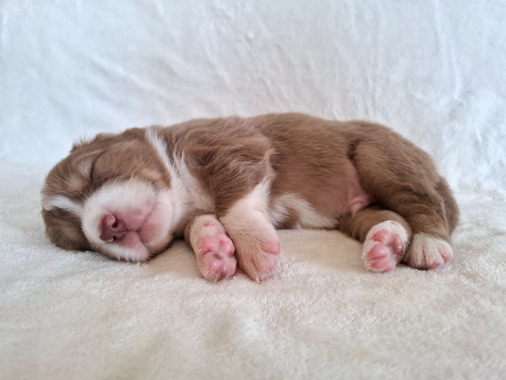 De La Plaine Du Grand Ried - Chiots disponibles - Berger Australien