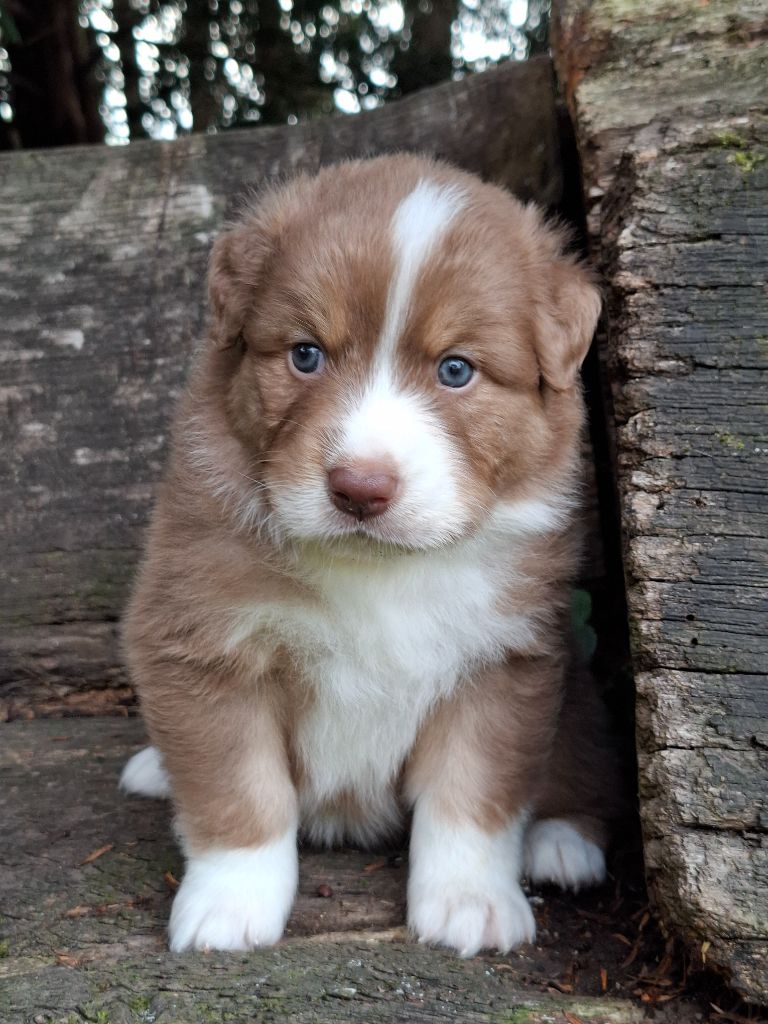 De La Plaine Du Grand Ried - Chiots disponibles - Berger Australien