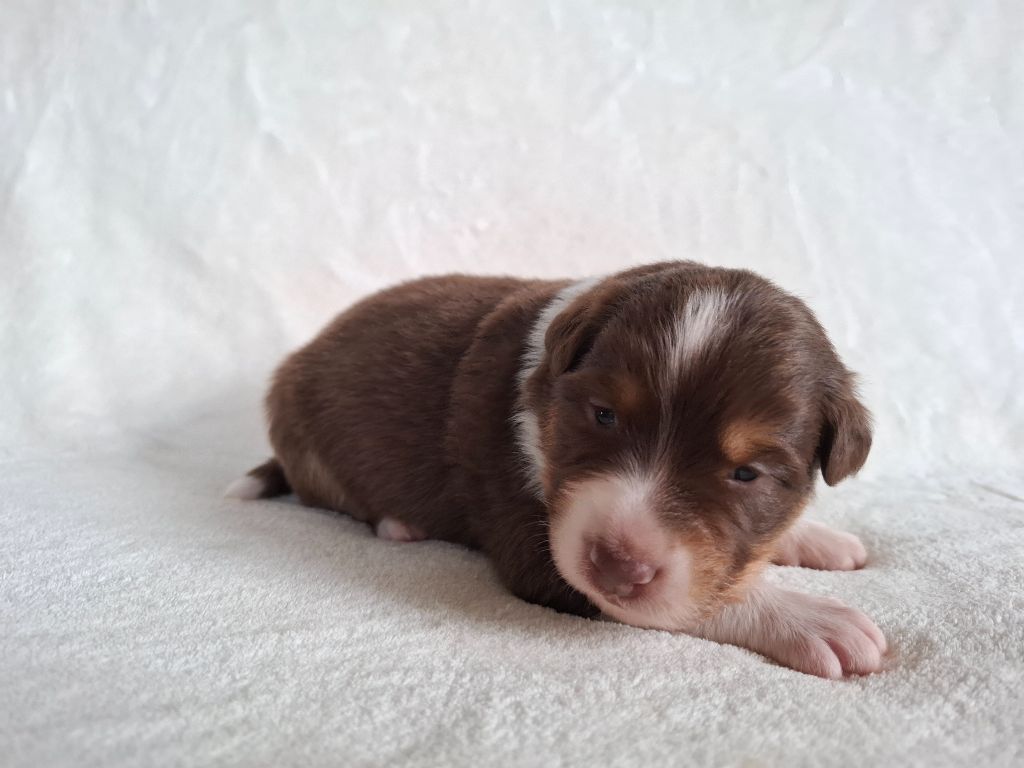 De La Plaine Du Grand Ried - Chiots disponibles - Berger Australien