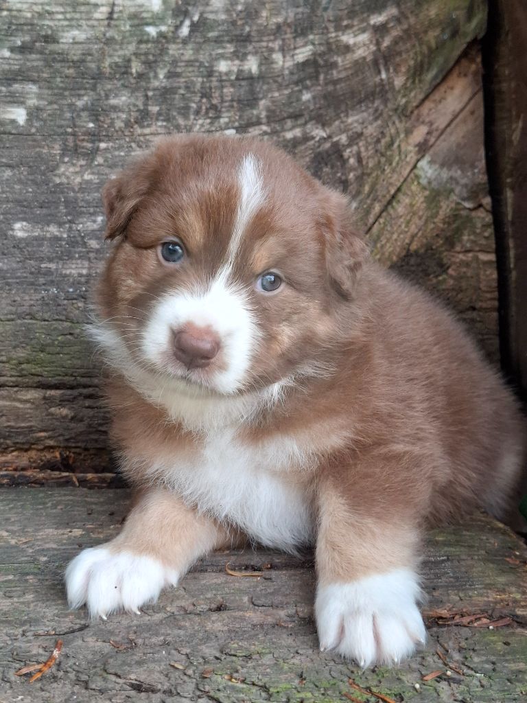 De La Plaine Du Grand Ried - Chiots disponibles - Berger Australien