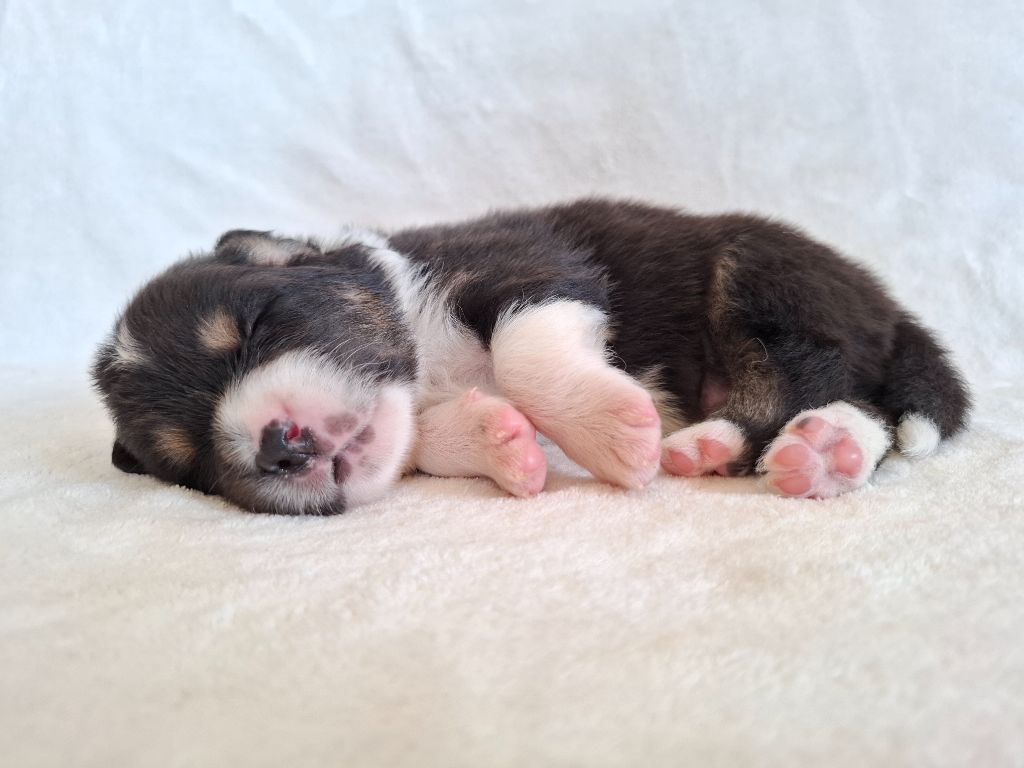 De La Plaine Du Grand Ried - Chiots disponibles - Berger Australien