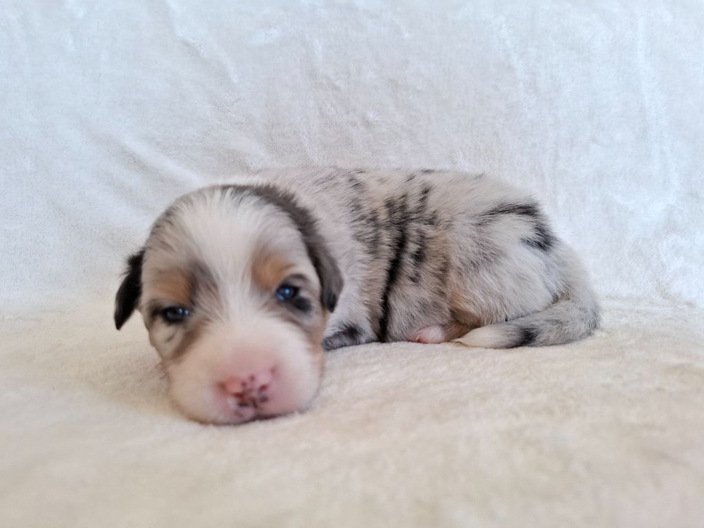 De La Plaine Du Grand Ried - Chiots disponibles - Berger Australien