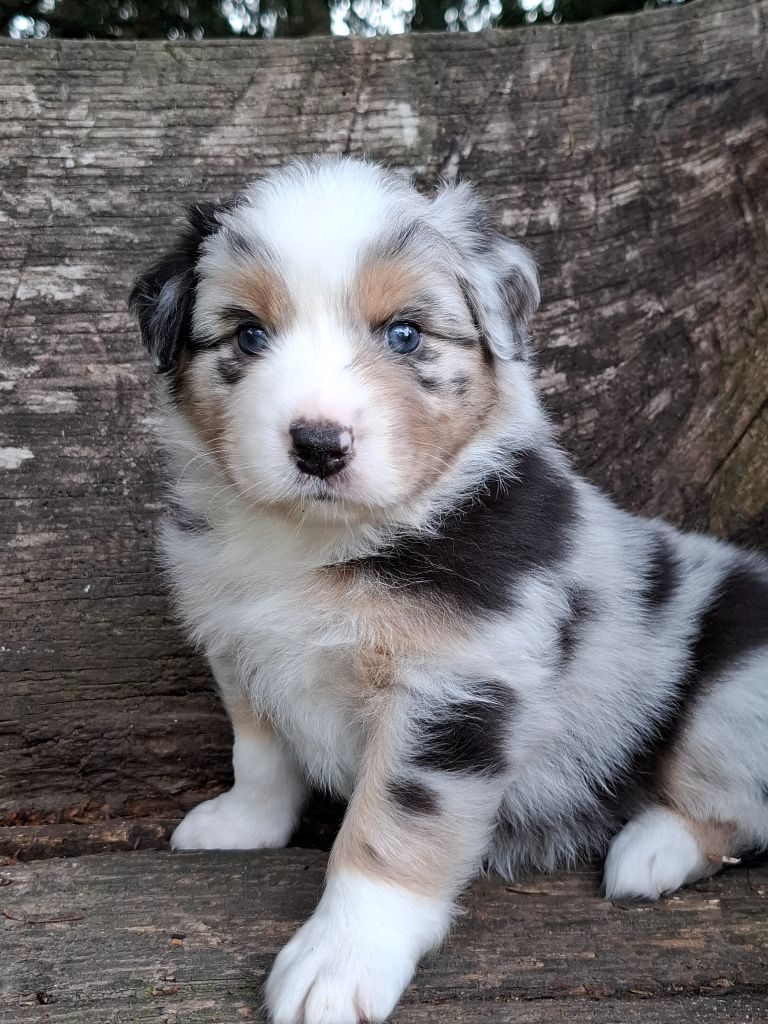 De La Plaine Du Grand Ried - Chiots disponibles - Berger Australien