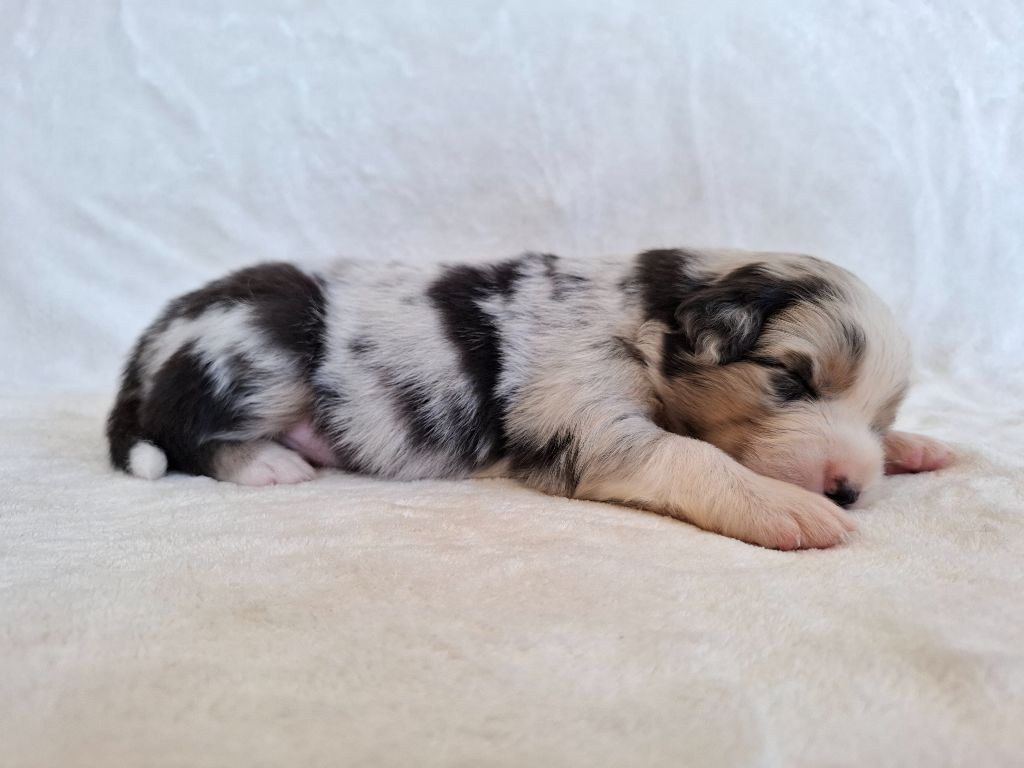 De La Plaine Du Grand Ried - Chiots disponibles - Berger Australien