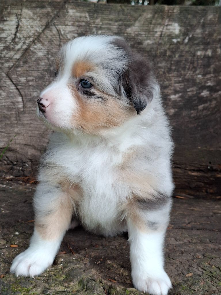 De La Plaine Du Grand Ried - Chiots disponibles - Berger Australien