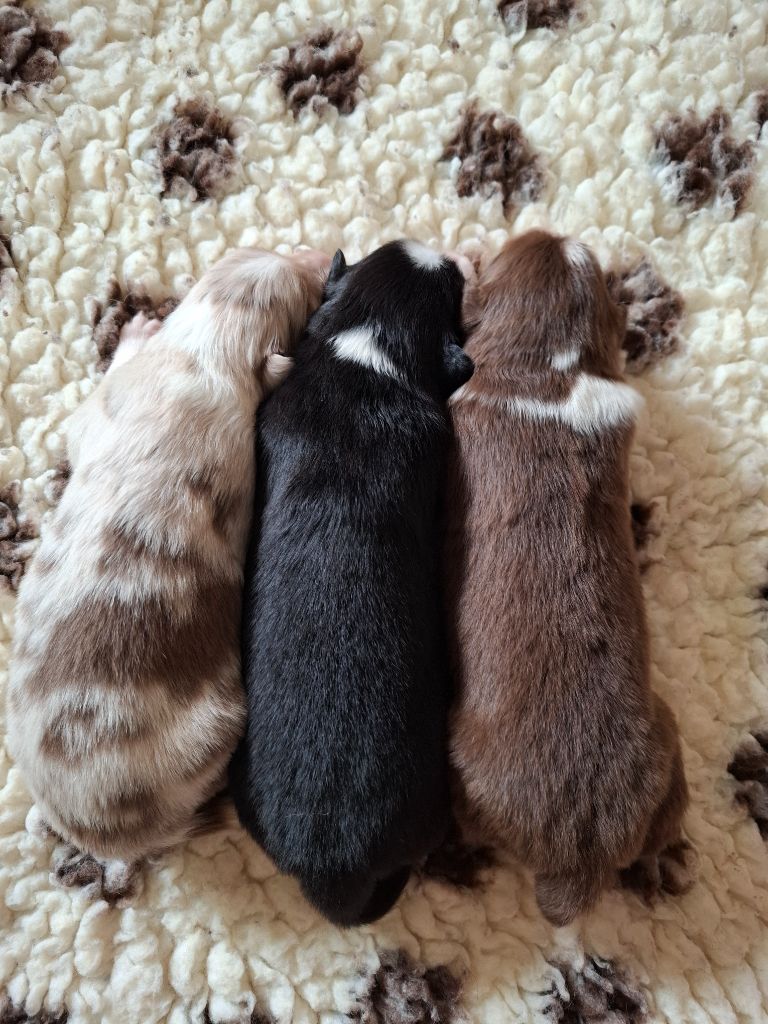 Chiot Berger Australien De La Plaine Du Grand Ried